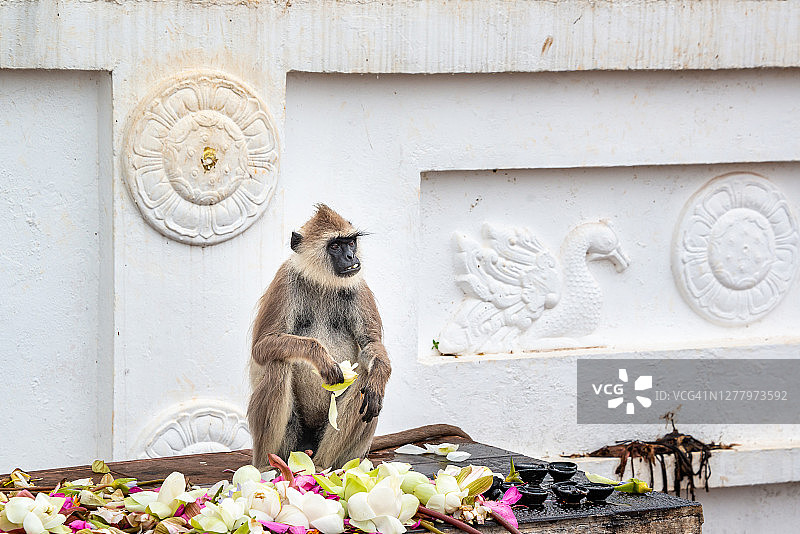猴子在斯里兰卡米欣泰寺庙吃莲花图片素材