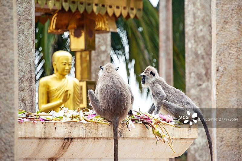 斯里兰卡米欣泰莱寺庙里吃莲花的猴子图片素材