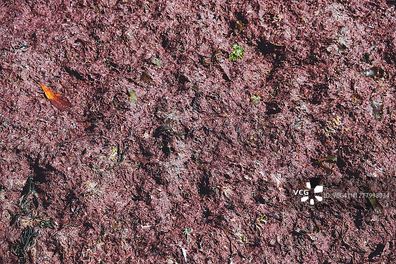 海藻全画幅照片图片素材