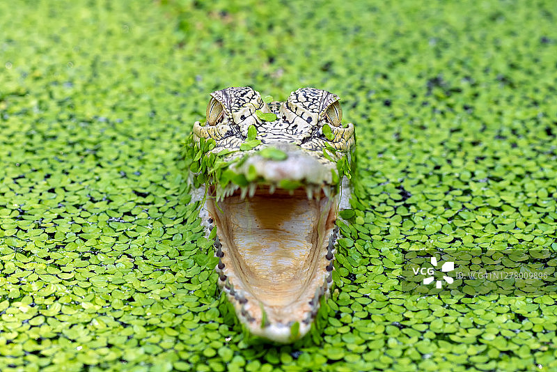 印度尼西亚河中鳄鱼张嘴特写图片素材