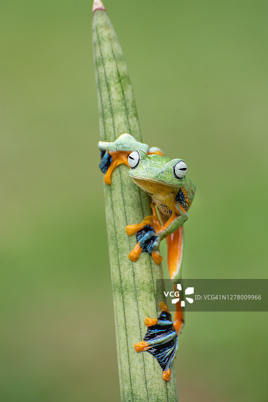 印度尼西亚植物上的绿色飞蛙图片素材