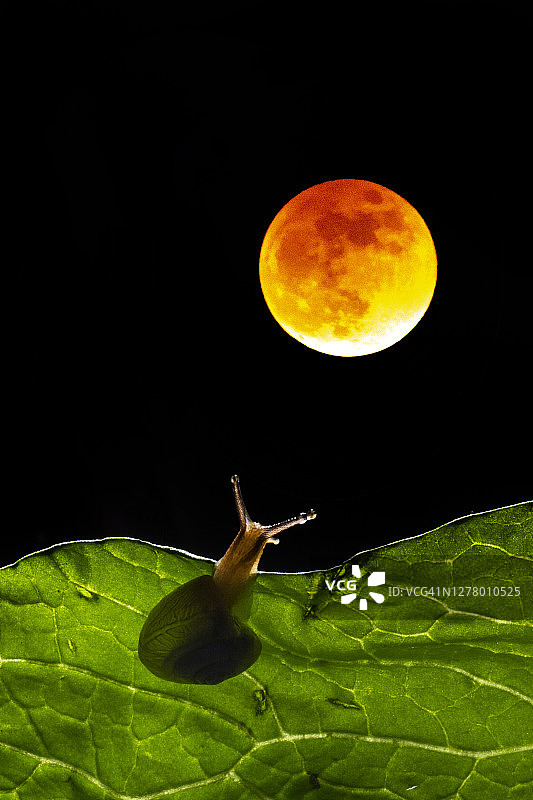 月光下印度尼西亚树叶上的蜗牛图片素材