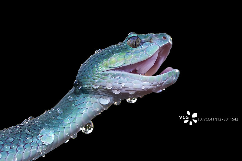 沾满水滴的白唇岛屿蝮蛇特写，印度尼西亚图片素材