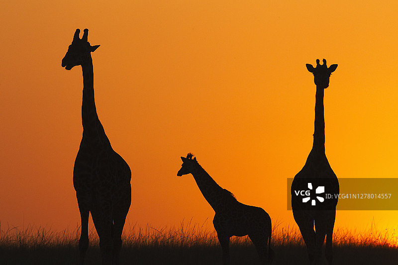 马赛族与日出长颈鹿群图片素材