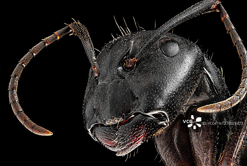 显微镜下的蚂蚁，黑色背景图片素材