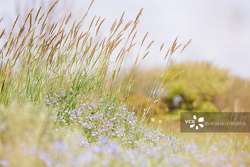 婆婆纳与甜茅草图片素材