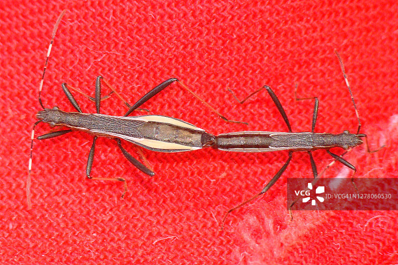 虫子交配（Micrelytra fossularum）图片素材