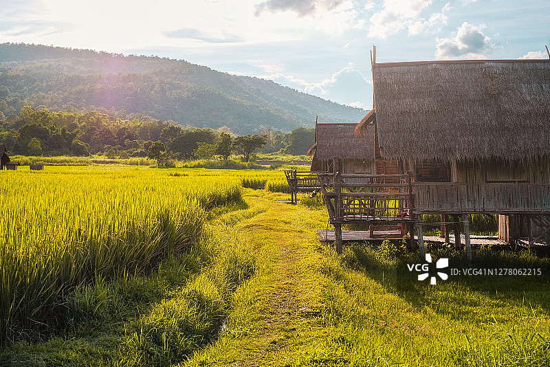 泰国清迈稻田日落图片素材
