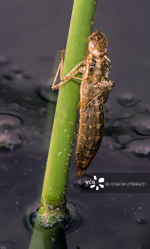 水生芦苇上的蜻蜓若虫外骨骼（蜕皮）图片素材