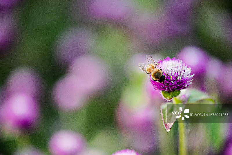 蜜蜂落在紫色花朵上图片素材