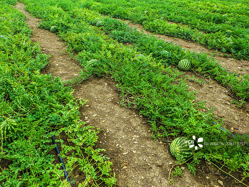 有机农场中的西瓜图片素材