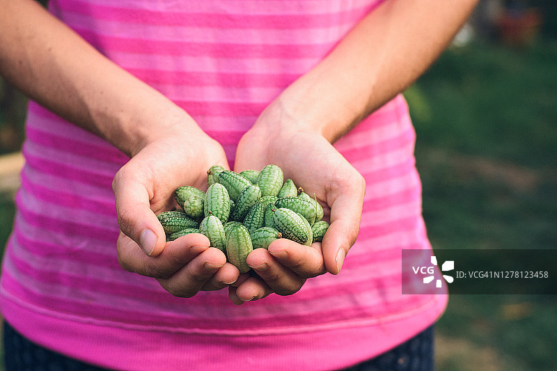迷你黄瓜图片素材