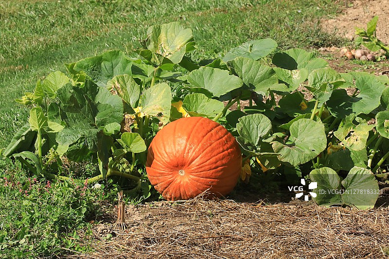 农民田地里用于收获的南瓜地图片素材