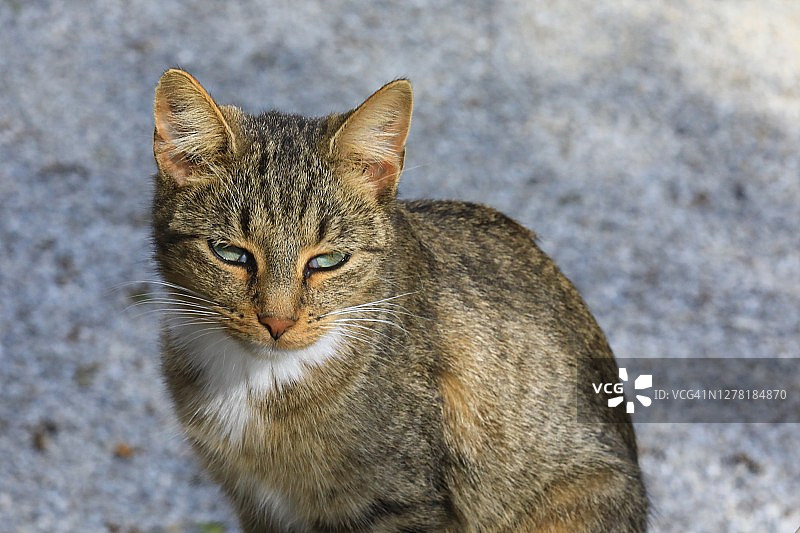 宠物猫肖像（家猫）图片素材