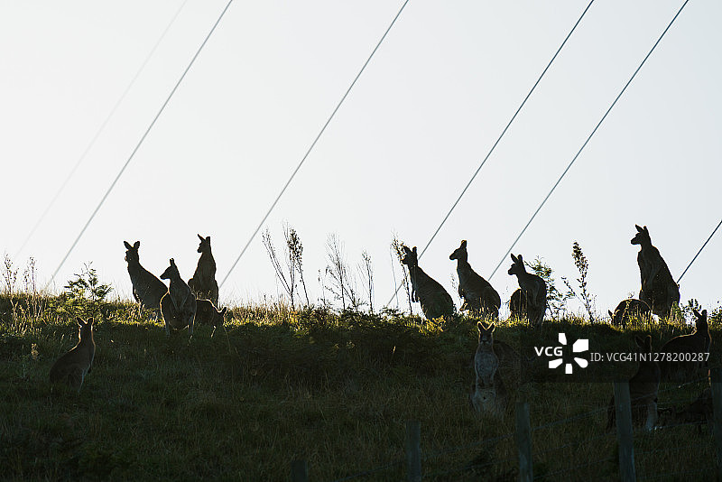 维多利亚州电力线附近的袋鼠剪影图片素材