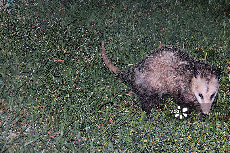 弗吉尼亚负鼠图片素材