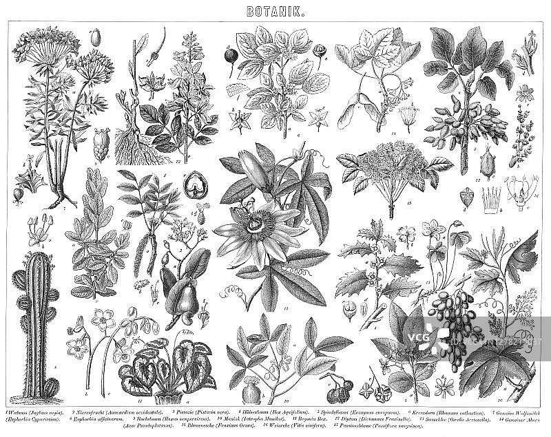 植物学古老版画插图图片素材