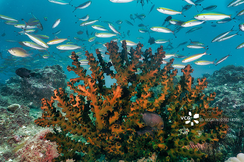 黑色太阳珊瑚(Tubastrea micrantha)，安达曼海，泰国图片素材