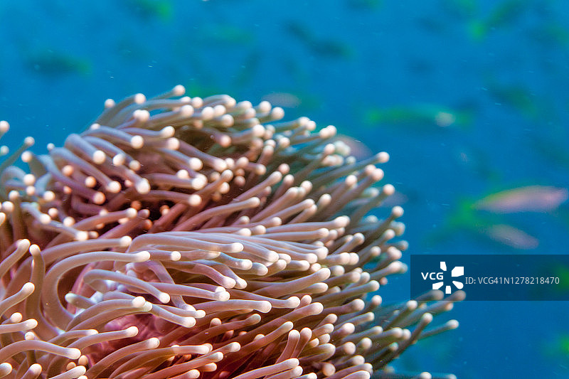 海葵的珊瑚息肉在水下摇曳图片素材