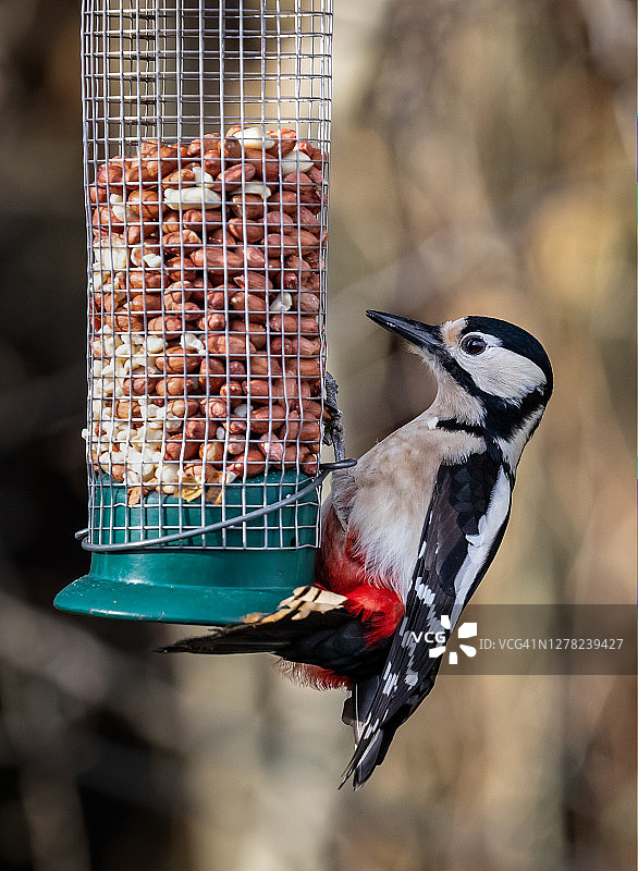 大斑啄木鸟在喂食器上觅食特写图片素材
