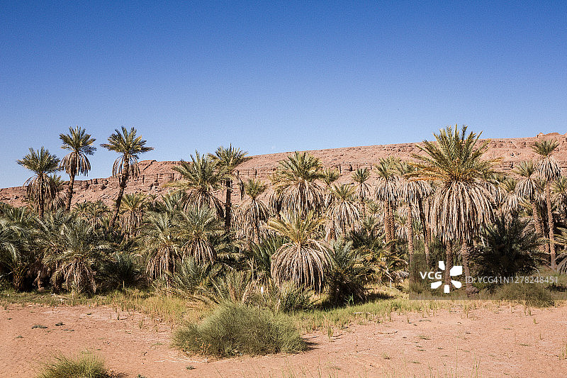 沙漠绿洲图片素材