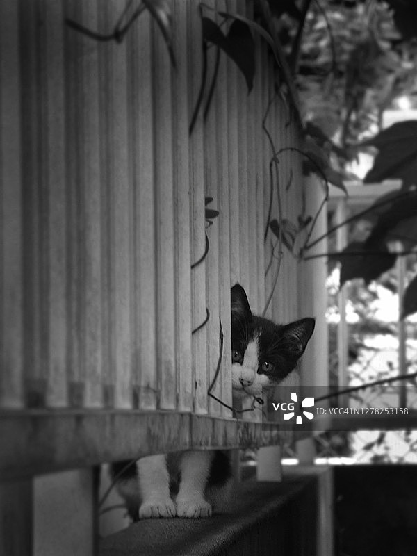 透过栅栏看风景的幼猫图片素材
