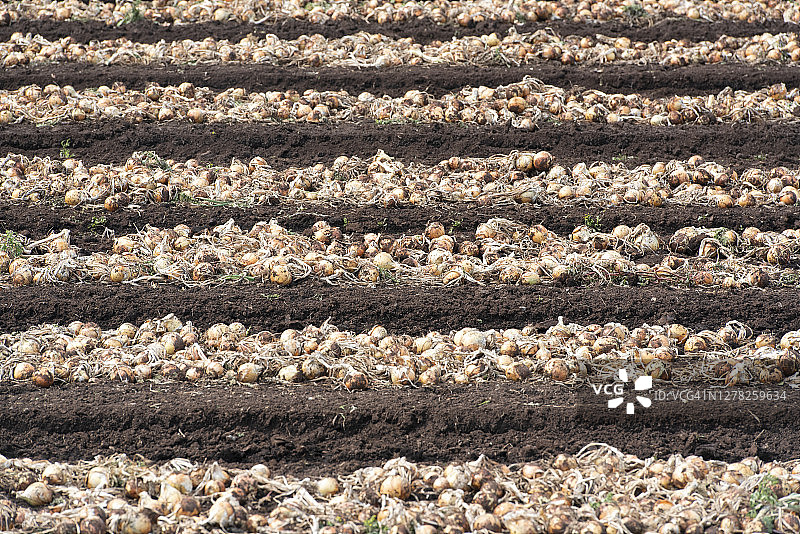 田野里晾晒的洋葱图片素材