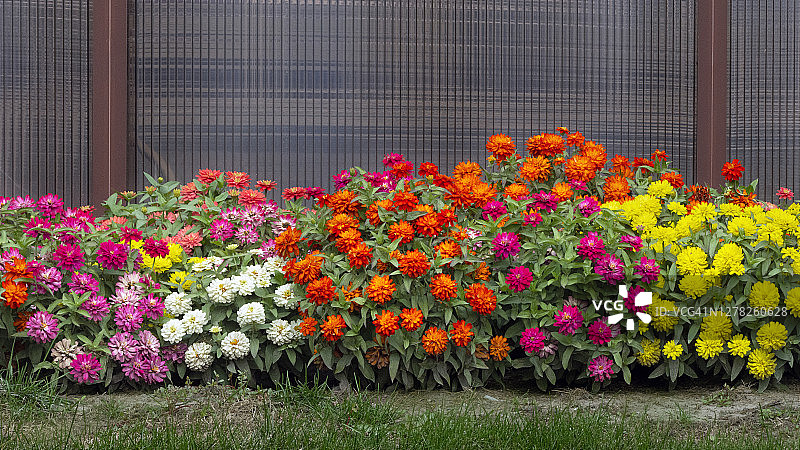 成排的百日草图片素材