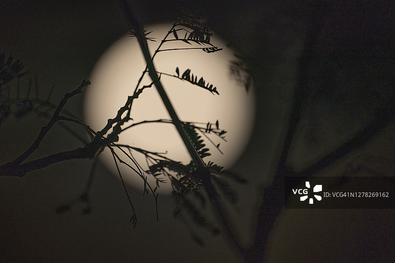 在发光满月天空背景下的树枝剪影图片素材