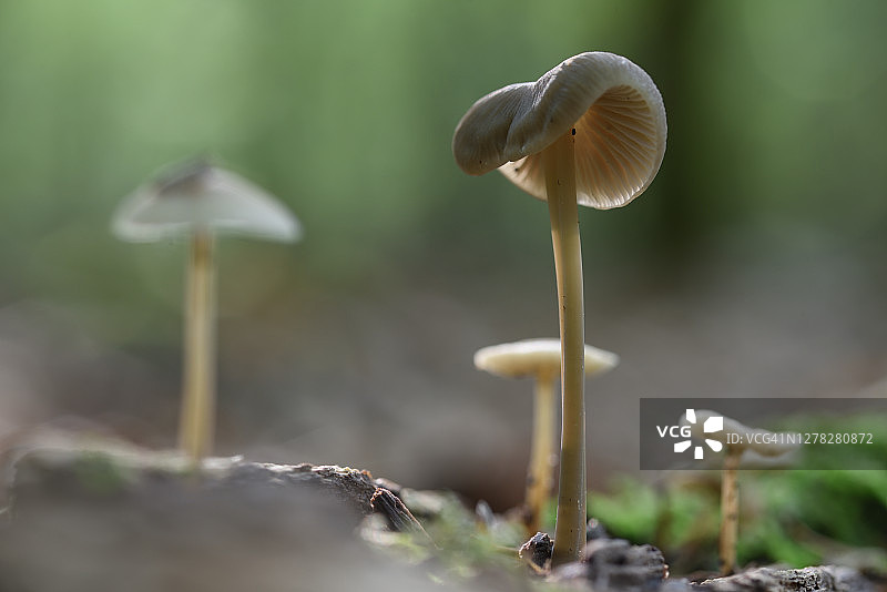 森林地面腐木上的蘑菇图片素材