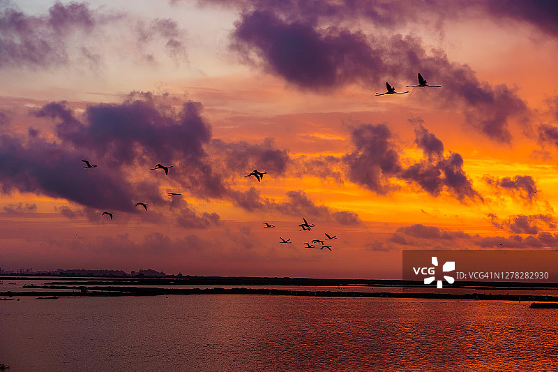火烈鸟飞翔于埃布罗三角洲的绚丽日落海面图片素材