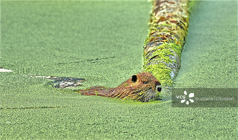 小海狸鼠图片素材