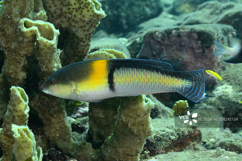 黄头濑鱼图片素材