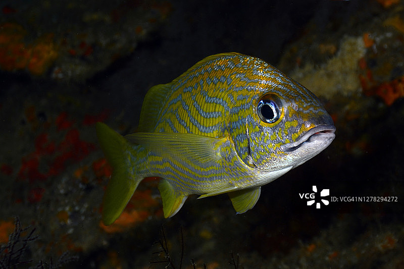 法式咕噜甜点图片素材