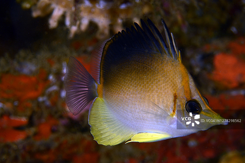 长吻蝴蝶鱼图片素材