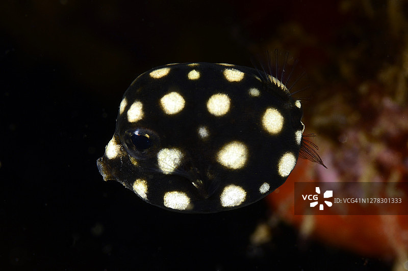 光滑的箱鲀图片素材