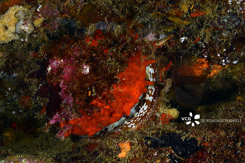 大西洋多刺牡蛎图片素材