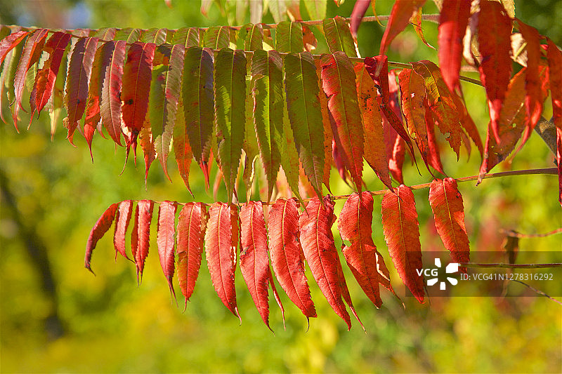 纽约州希尔斯代尔秋季鲜艳的树叶图片素材