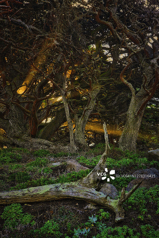 柏树与阳光图片素材