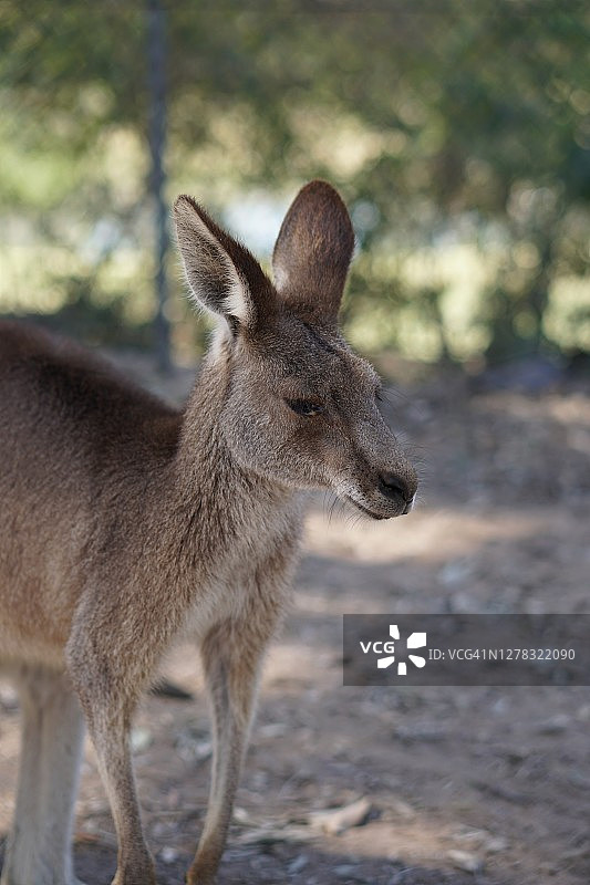 动物保护区内的袋鼠头像图片素材