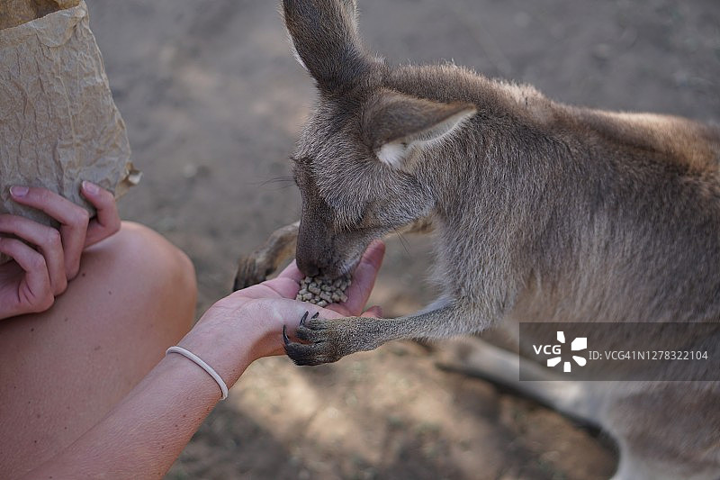 女人在澳大利亚保护区喂小袋鼠图片素材