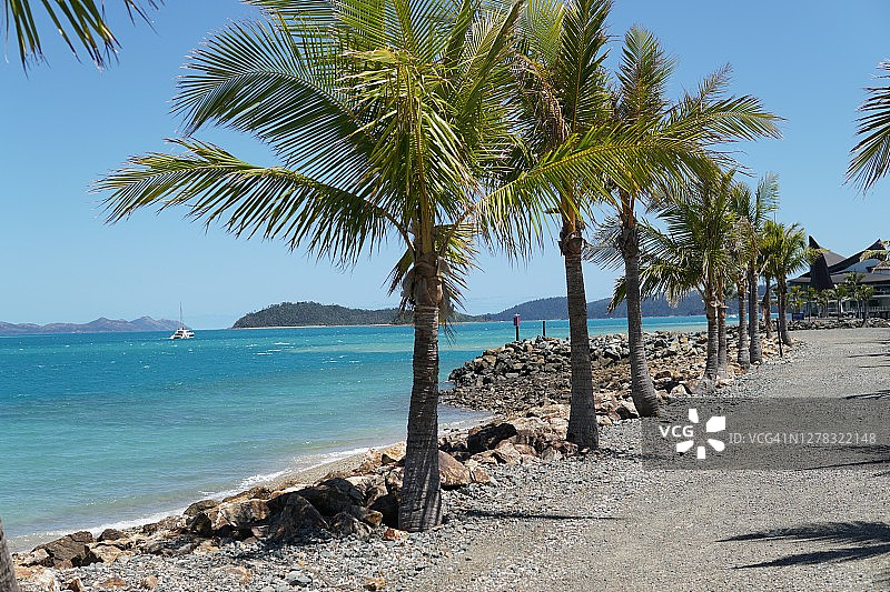 汉密尔顿岛海滩上的棕榈树和清澈的海水（澳大利亚）图片素材