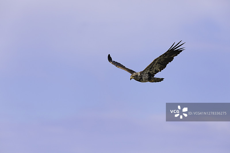 蓝天白云下的幼年秃鹰图片素材