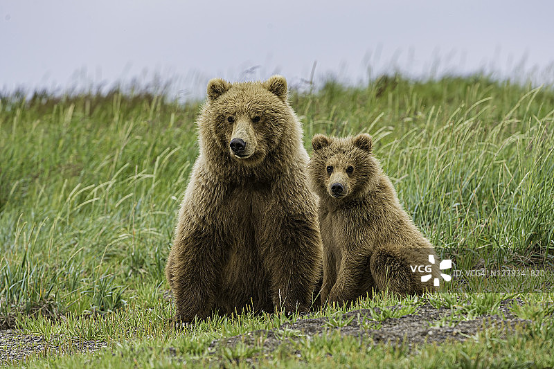 阿拉斯加半岛棕熊母子，在卡特迈国家公园的哈罗湾图片素材
