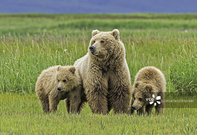 阿拉斯加半岛棕熊母子，在卡特迈国家公园的哈罗湾图片素材
