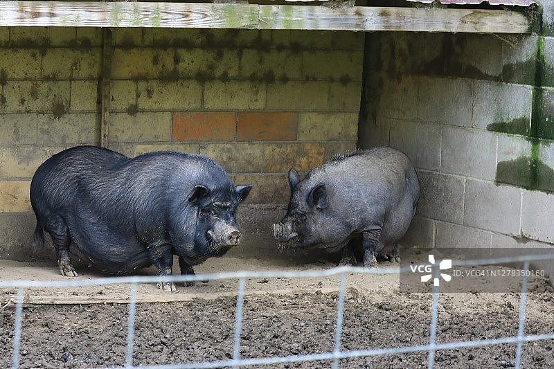 农场围栏里的越南大肚猪图片素材