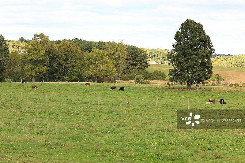 奶牛吃草的山坡图片素材