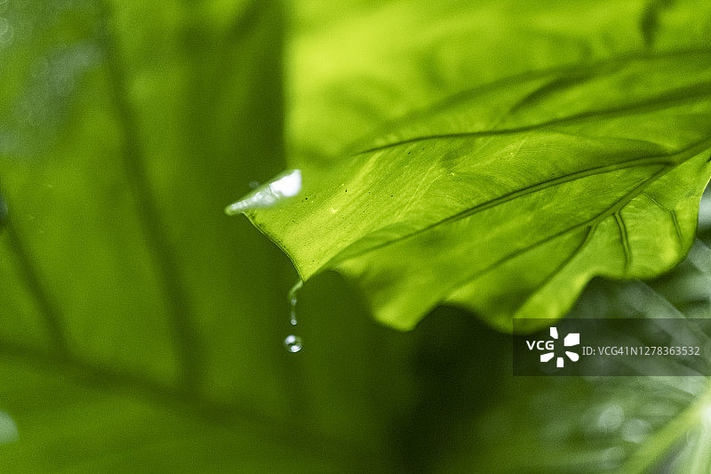 芋头叶图片素材