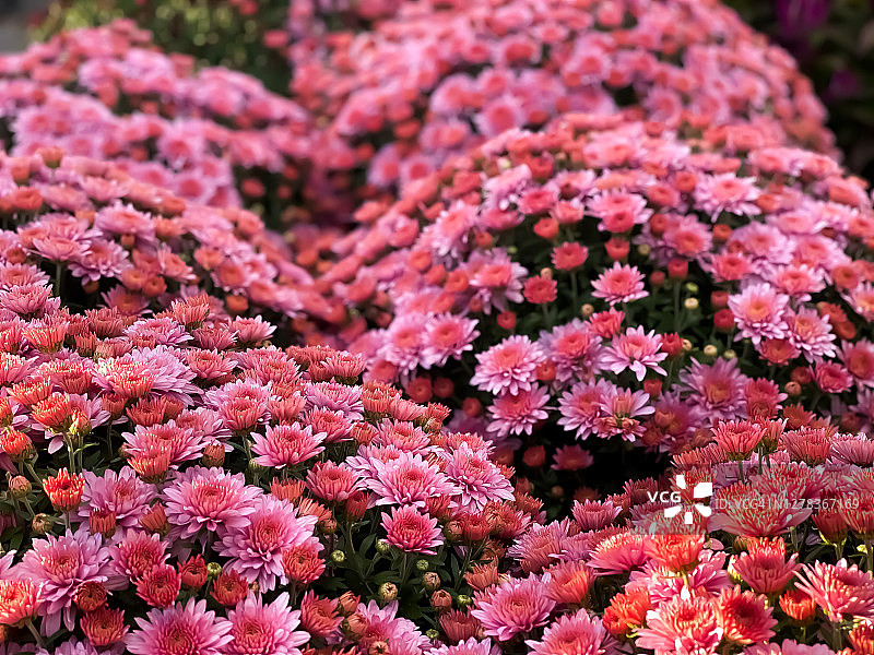 秋季初开的超大深粉色花园菊花图片素材