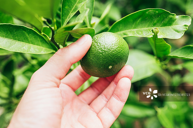 农民手中树枝上的成熟大青柠图片素材